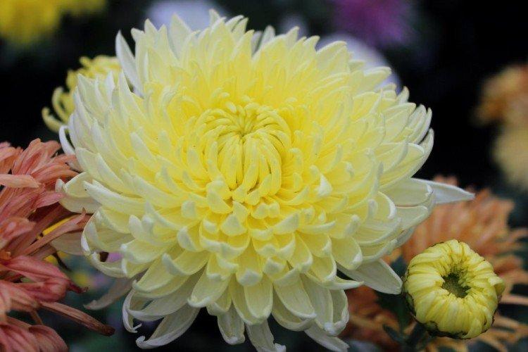 Kremist - Variétés populaires de chrysanthèmes à grandes fleurs