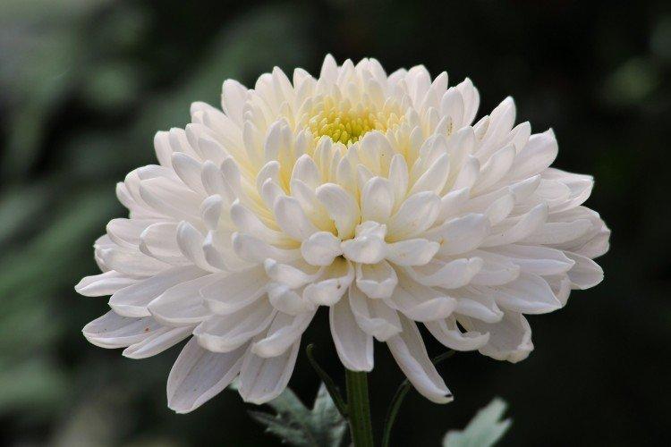 Anita - Variétés populaires de chrysanthèmes à grandes fleurs