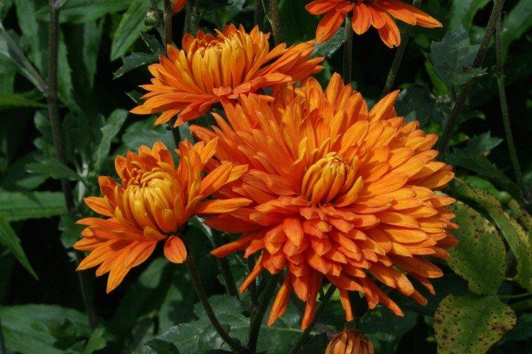 Orange - Variétés populaires de chrysanthèmes à grandes fleurs