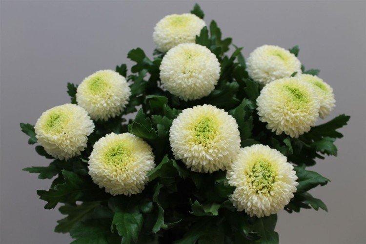 Ping-pong - Variétés populaires de chrysanthèmes à grandes fleurs