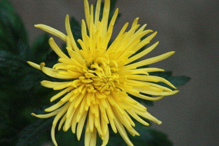 Daily Star - Les meilleures variétés de chrysanthèmes pour la région de Moscou