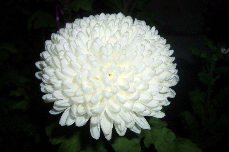 Pearl - Les meilleures variétés de chrysanthèmes pour la région de Moscou