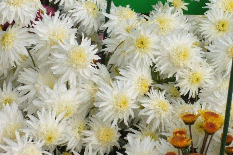 Givre - Les meilleures variétés de chrysanthèmes pour l'Oural et la Sibérie