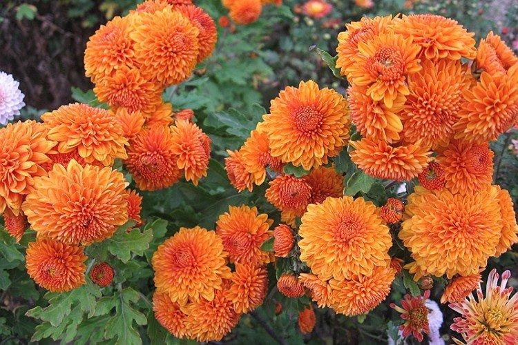 Ambria - Les meilleures variétés de chrysanthèmes pour l'Oural et la Sibérie