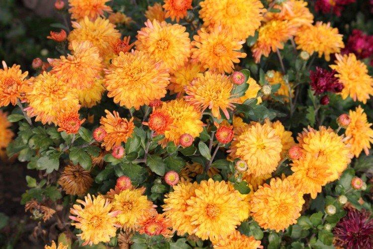 Ducat d'or - Les meilleures variétés de chrysanthèmes pour la région de Léningrad