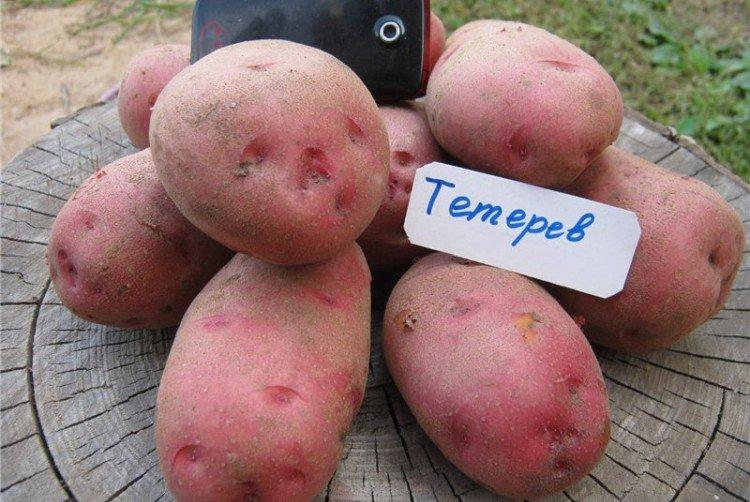 Teterev - Variétés tardives de pommes de terre