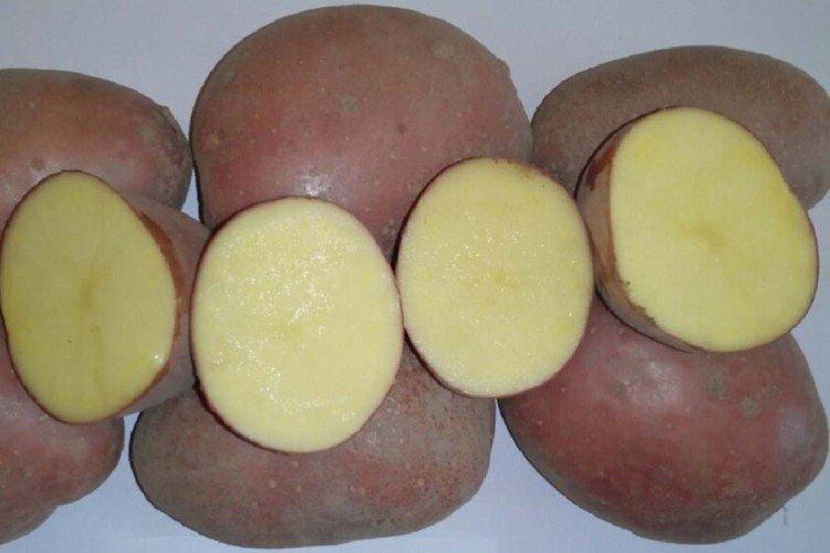 Manitou - Variétés tardives de pommes de terre