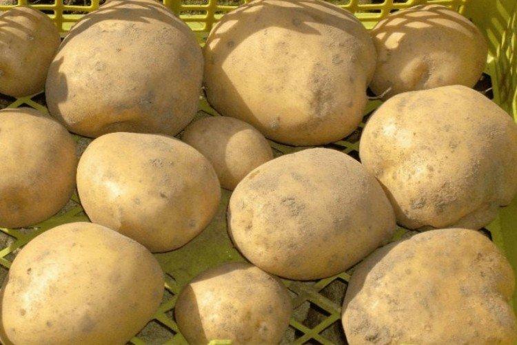 Priekulsky early - Les meilleures variétés de pommes de terre pour la région de Moscou