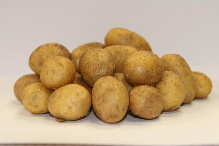 Latone - Les meilleures variétés de pommes de terre pour la région de Léningrad