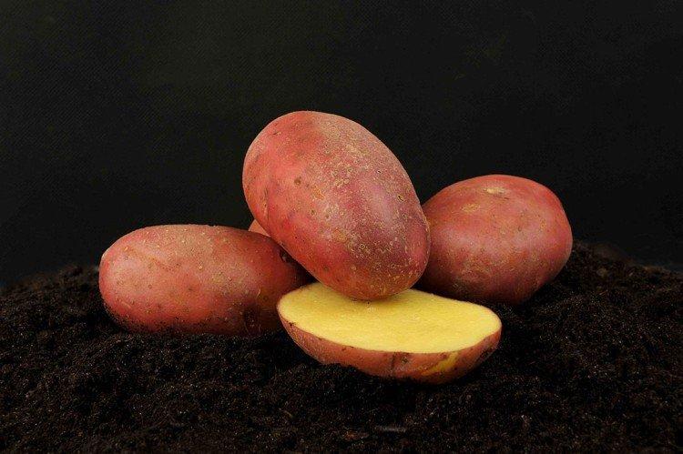 Manifeste - Variétés de pommes de terre biélorusses