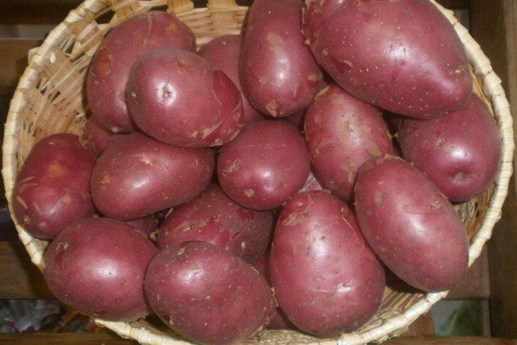 Evolution - Variétés de pommes de terre hollandaises