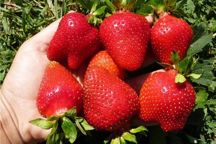 Alba - Variétés précoces de fraises pour la région de Moscou