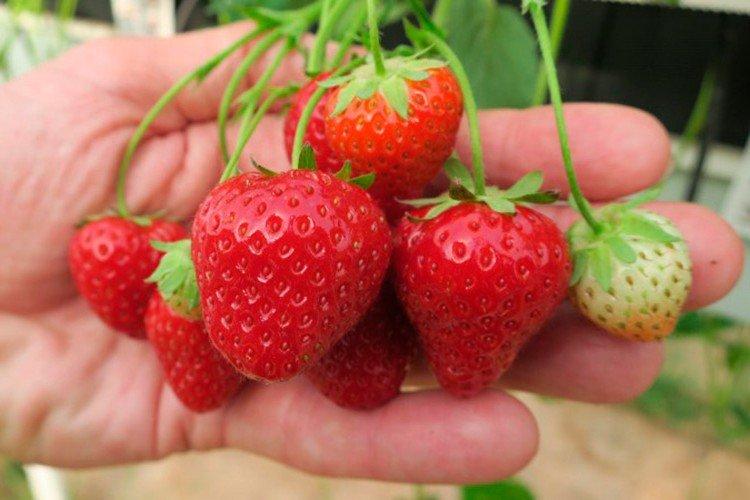Deroyal - Premières variétés de fraises pour la région de Moscou