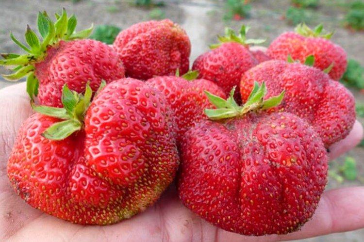 Bohême - Variétés tardives de fraises pour la région de Moscou
