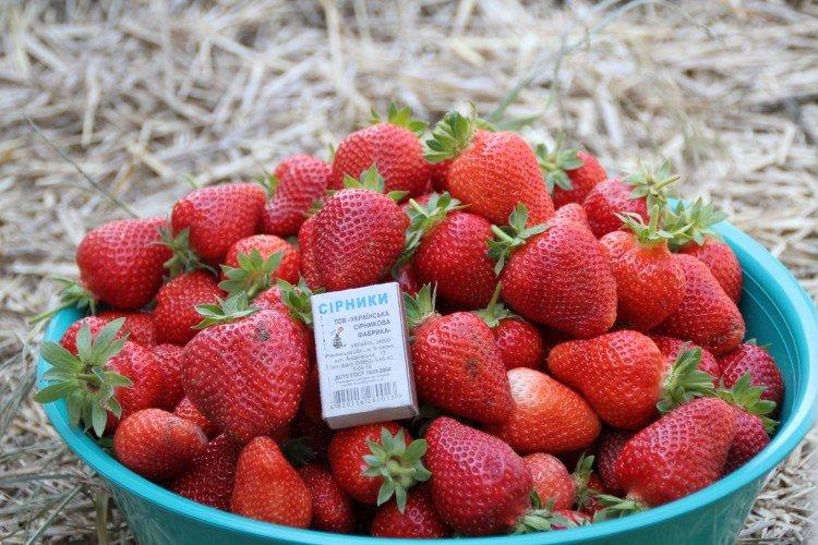 Diamant - Variétés remontantes de fraises pour la région de Moscou