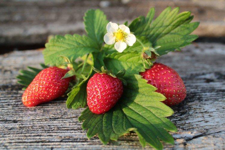 Mara de Bois - Variétés de fraises restantes pour la région de Moscou
