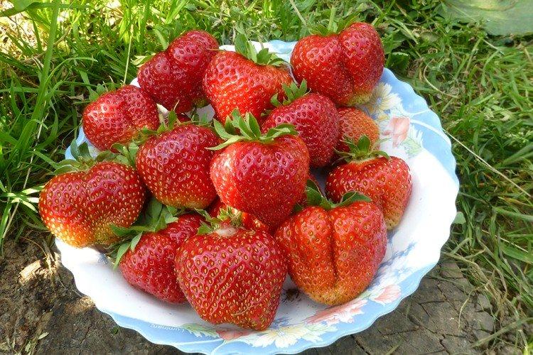 Lord - Variétés de fraises à gros fruits pour la région de Moscou