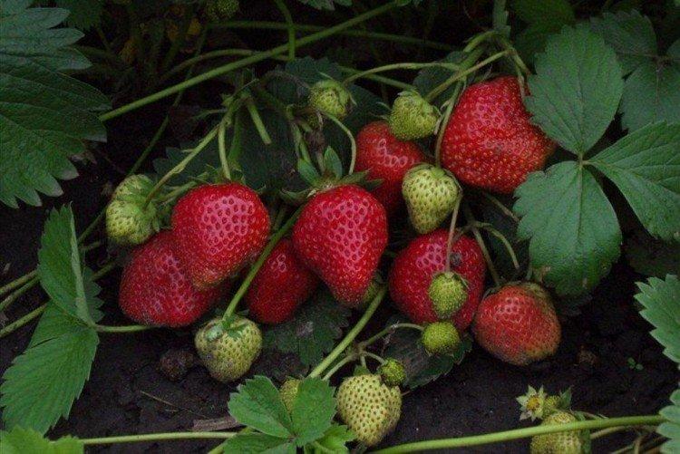Reine Elizabeth - Variétés de fraises à gros fruits pour la région de Moscou