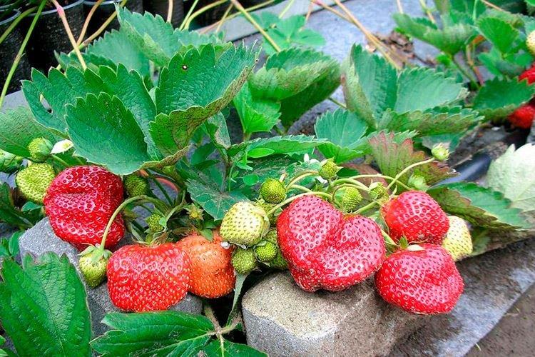 Variété tardive de fraise de Bohême