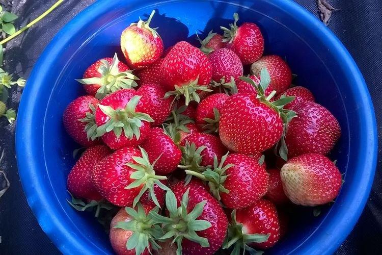 Pégase à la fraise tardive