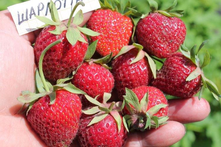 Charlotte aux fraises tardive