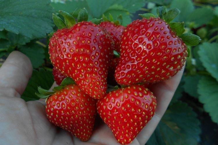 La variété de fraise réparatrice de Wim Rin