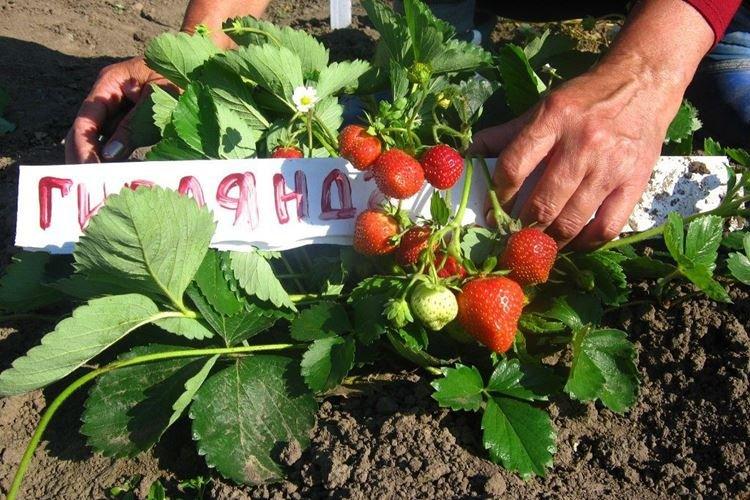 Réparer la variété de fraise Garland