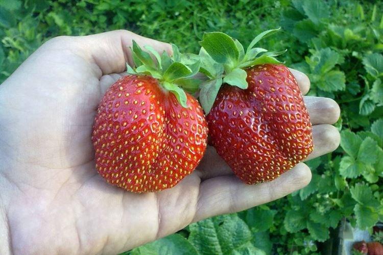 Variété de fraises à gros fruits Gigantella