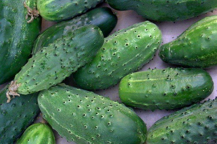 Résident d'été - Les variétés de concombre les plus productives de la région de Moscou