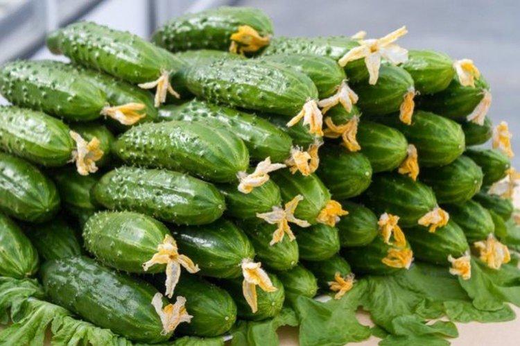 White Night - Les variétés de concombre les plus productives de la région de Moscou