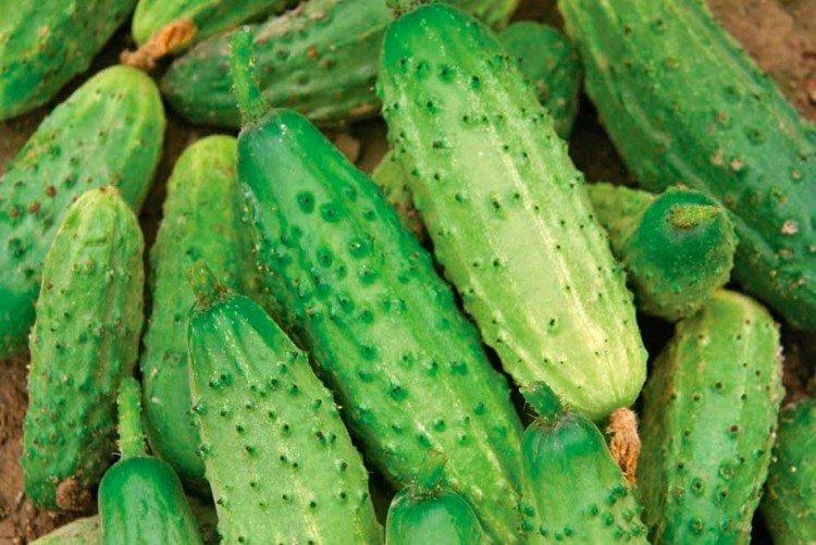 Printemps - Variétés de concombre de mi-saison pour la région de Moscou