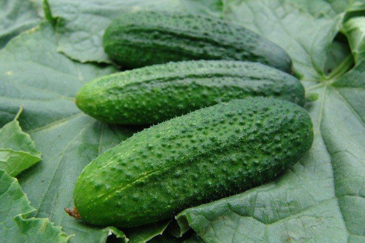 Madame - Variétés de concombre de mi-saison pour la région de Moscou