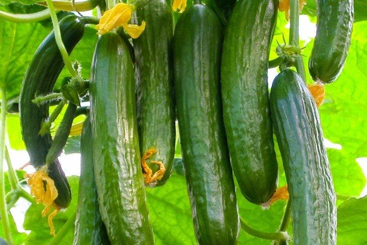 Picas - Variétés de concombre de mi-saison pour la région de Moscou