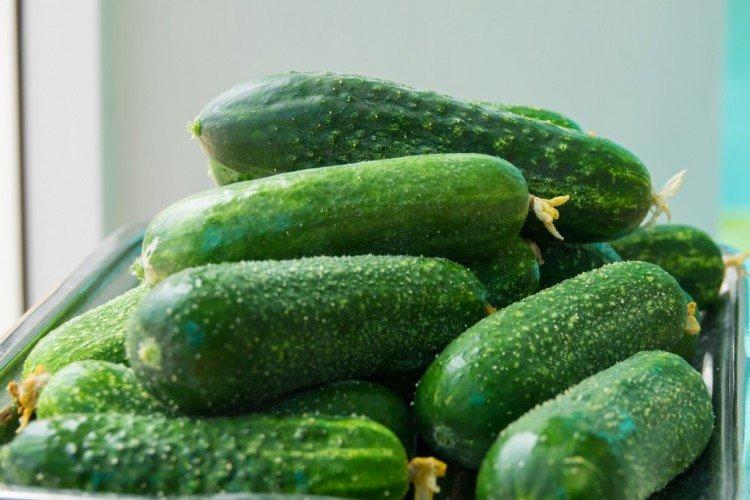 Nezhinsky - Variétés tardives de concombres pour la région de Moscou