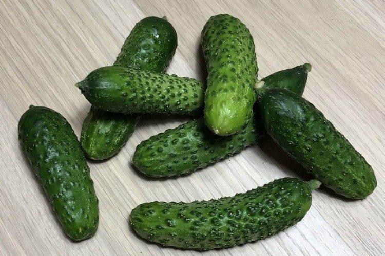 Chair de poule - Les meilleures variétés de concombres pour serres de la région de Moscou