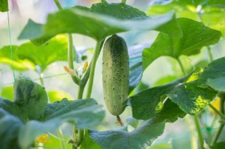 Kuzya - Les meilleures variétés de concombres pour serres de la région de Moscou