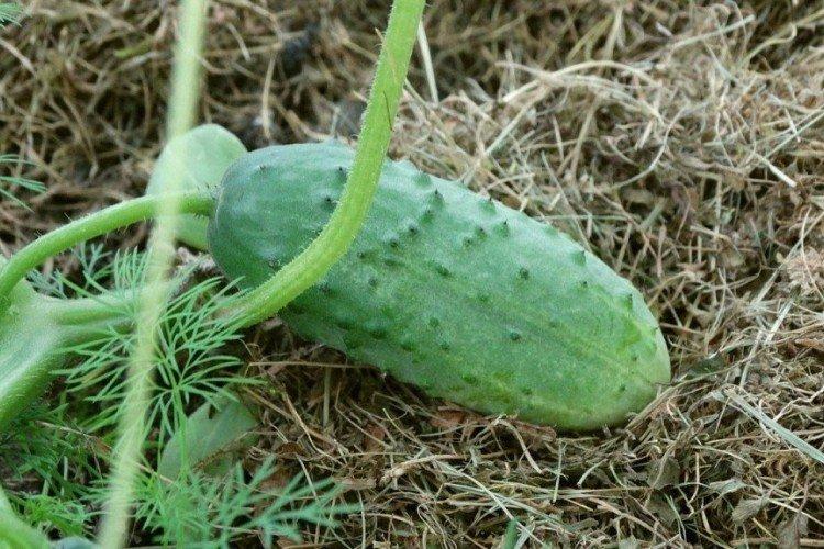Petersburg Express - Les meilleures variétés de concombres en pleine terre dans la région de Moscou