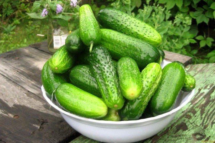 Vir - Les meilleures variétés de concombres en pleine terre dans la région de Moscou