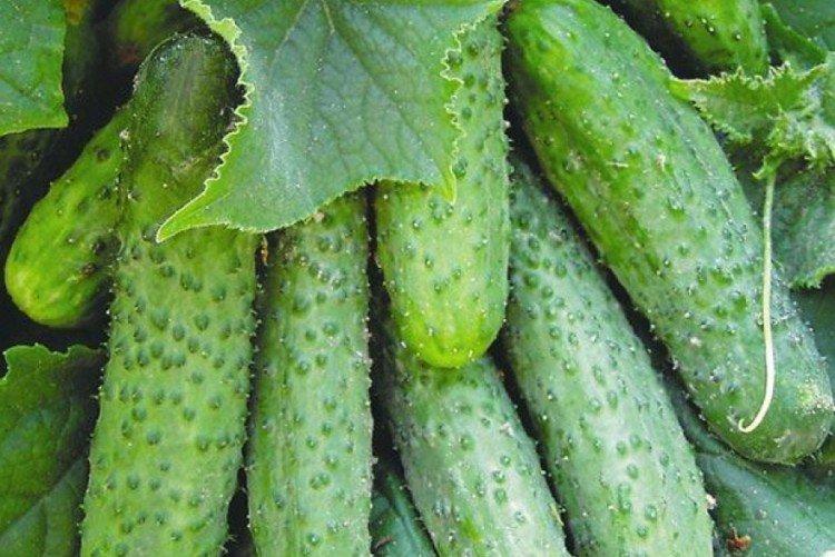 Glafira - Variétés de concombre de serre en polycarbonate