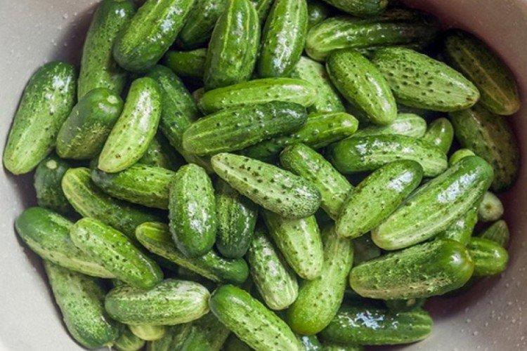 Printemps - Variétés de concombre pour serres et serres à film