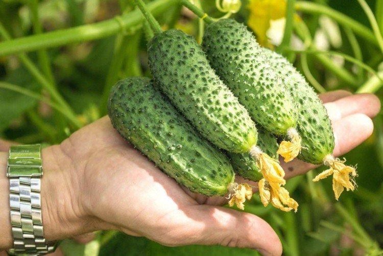 Shosha - Variétés de concombre pour serres et serres à film