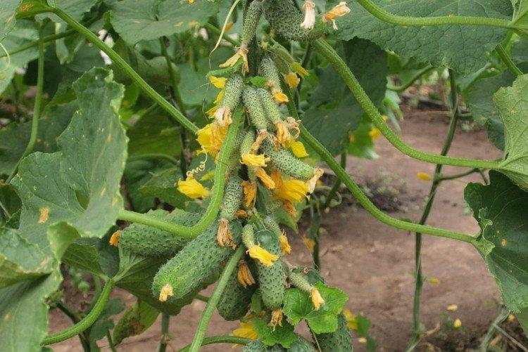 Garland - Variétés de concombre de serre les plus productives