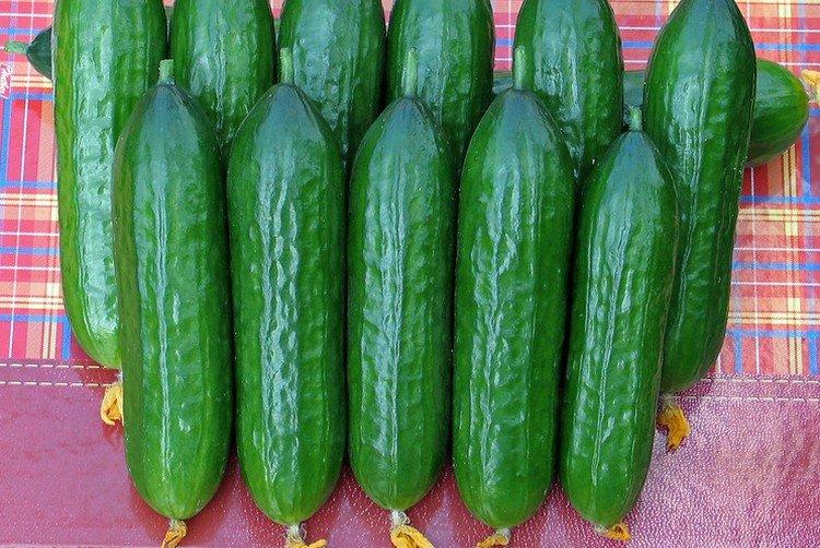 Tamerlan - Variétés de serre de concombres pour la culture automne-hiver