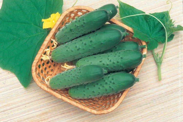 Mastak - Variétés de serre de concombres pour la culture automne-hiver