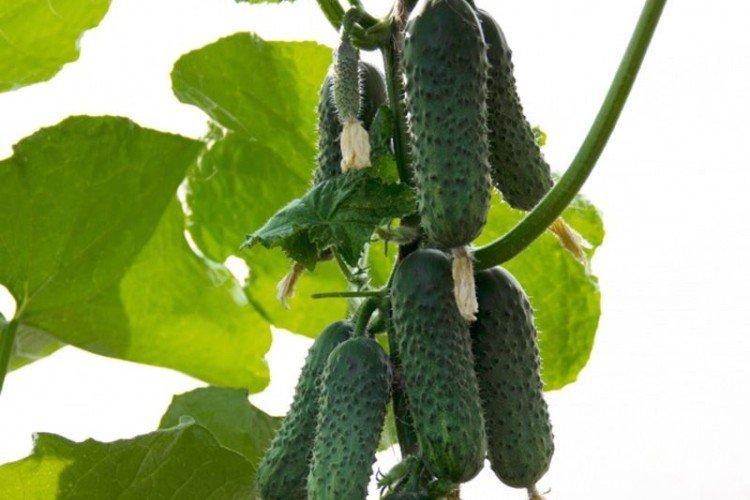 Cadet - Variétés de serre de concombres pour la culture automne-hiver