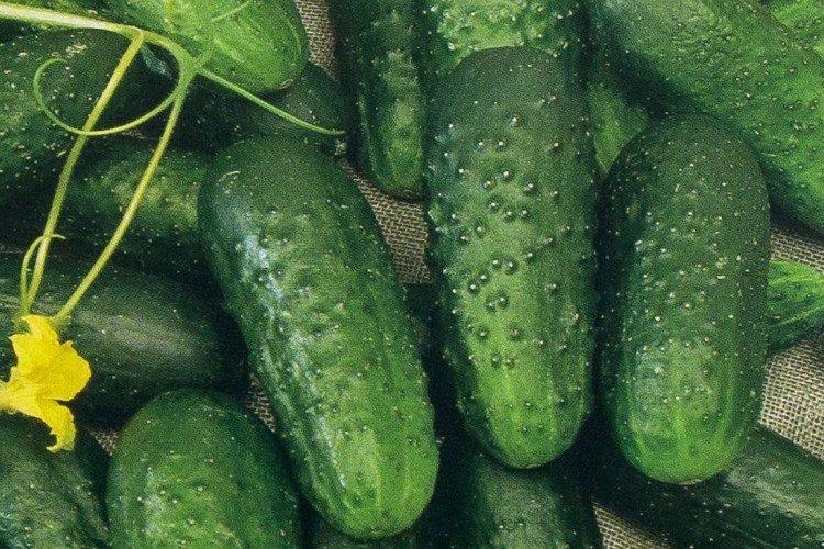 Alekseich - Variétés de concombres entièrement autogames pour serres