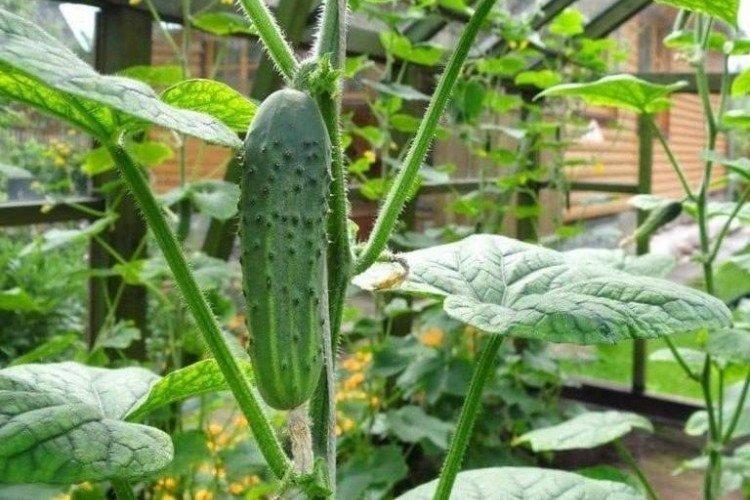 Blizzard - Variétés populaires de concombres pour serres