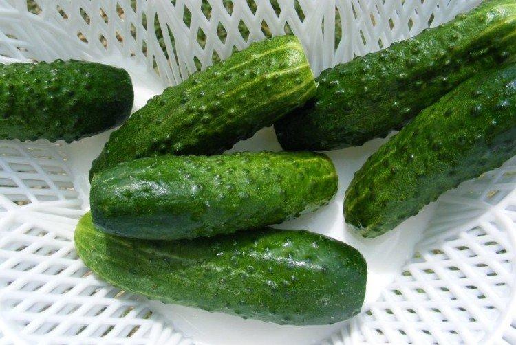 Emelya - Les meilleures variétés de concombres pour serres de la région de Moscou