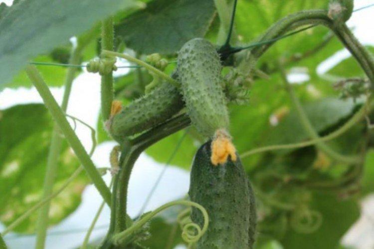 Soirées de Moscou - Les meilleures variétés de concombres pour serres de la région de Moscou