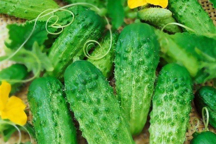 Firefly - Les meilleures variétés de concombre de serre pour l'Oural et la Sibérie